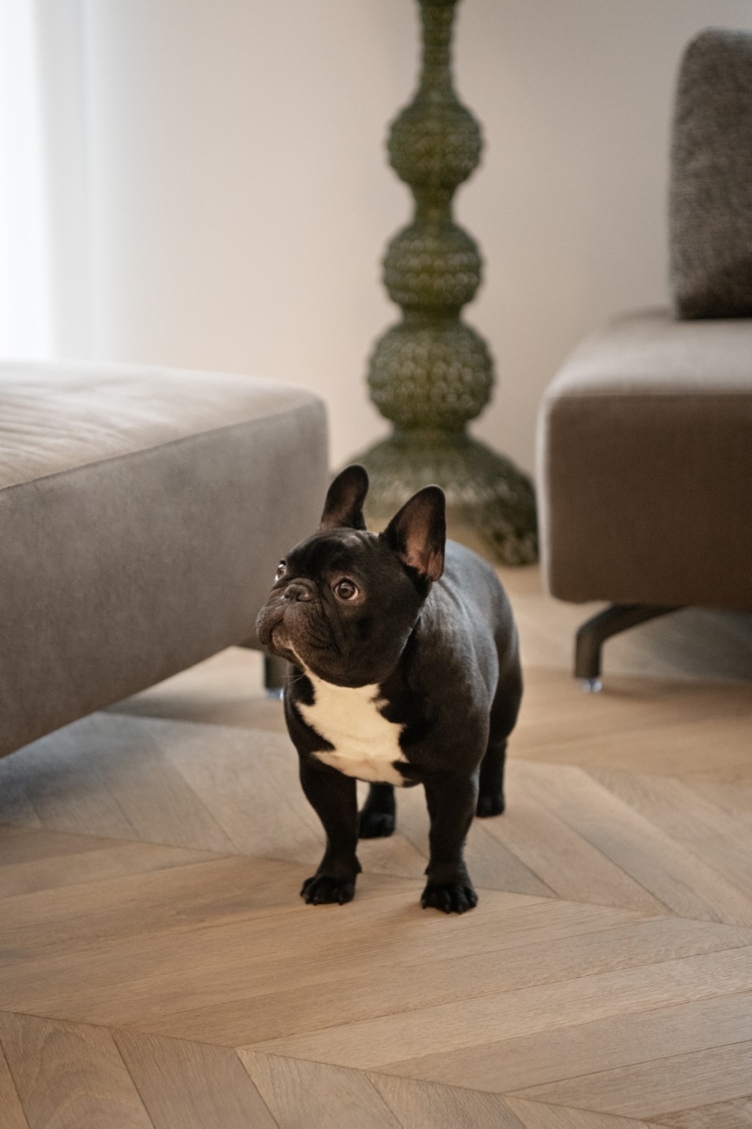 Casa SM | Studio Magenis